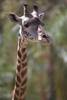 GIRAFFE-