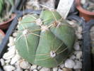 Gymnocalycium horstii 2