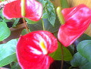 Picture 006
