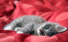 01886_wildcat_2560x1600
