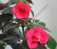 Achimenes Desiree 4