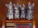 Coon Kittens Cats Wallpapers Poze Pisici Pisicute Pictures