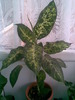 Dieffenbachia