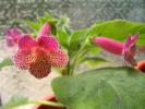 Kohleria Ampallang