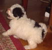 bichon havanese