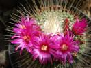 mammillaria_spinossisima_cv_une_epine