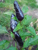 Black Chili Pepper (2009, Sep.16)
