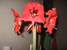 Primul meu Hippeastrum