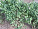 BUXUS SEMPERVIRENS