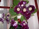 Gloxinia mov