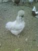 DSC00590