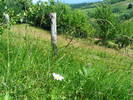 DSCF2367
