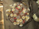 Mammiliaria prolifera v. texana