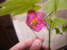 abutilon