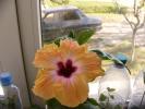hibiscus