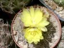 Gymnocalycium andreae
