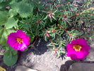 flori de piatra roz