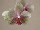 Orhidee Phalaenopsis 17 iul 2009 (6)