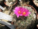 Gymnocactus viereckii - 16.08