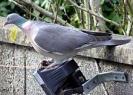 220px-Wood.pigeon.2.arp.750pix[1]