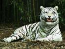 white_tiger_bhoughton_1024