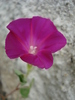 Violet Morning Glory (2009, Aug.25)