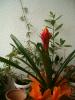 guzmania