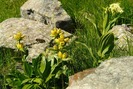 Gentiana-punctata
