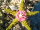 Stapelia flavopurpurea - floare