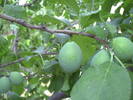 PICT0036