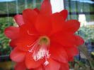 flori 19.05.2009 056