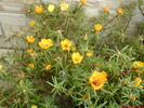 DSC00781