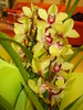 CYMBIDIUM-PENTRU NUNTA VERISOAREI MELE