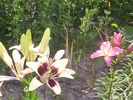 DSCI0888