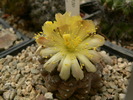 Copiapoa_hypogaea_Skin Lezard