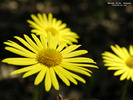 tb_mecsek_yellow_flower