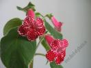 Kohleria Monte Friendship 5