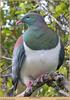 New_Zealand_Pigeon_24847