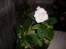Gloxinie alba simpla