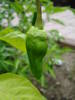 Padron Pepper (2009, July 10)