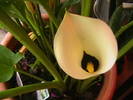 Picture 051