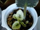 variegata cu flori rosii de la Sicamin