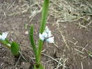 Striped Squill (2009, March 31)