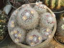 Mammilaria bocasana