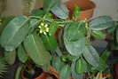 iasomia de camera
