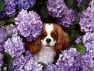 Dogs Wallpaper_ Poze cu Catei 53