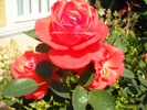 Picture 070