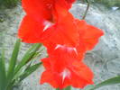 DSC00545