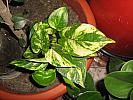 Epipremnum aureum