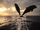 nature wallpapers (60)